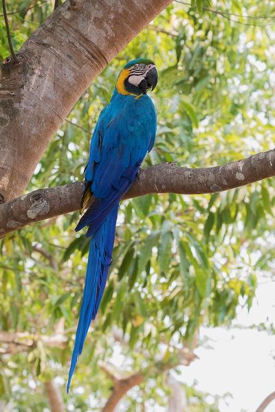 Blue and Gold Macaw-roosting in the shade